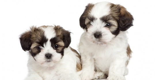 Dogs