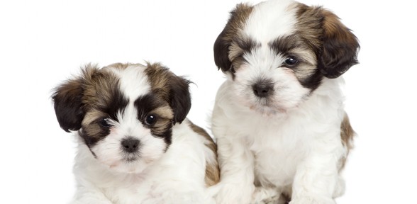 Dogs